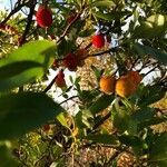 Arbutus unedo fruit picture by luchedesbois (cc-by-sa)