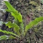 Asplenium serratum leaf picture by Trap Hers (cc-by-sa)