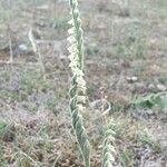 Spiranthes spiralis flower picture by Maxime GUILLEMET (cc-by-sa)