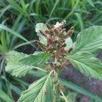 Amaranthus viridis flower picture by agronomist.giulia (cc-by-sa)