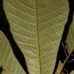 Pouteria viridis leaf picture by Nelson Zamora Villalobos (cc-by-nc)