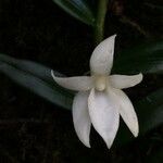 Angraecum ramosum flower picture by Hugo SANTACREU (cc-by-sa)