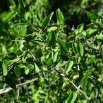 Celtis pallida habit picture by Muzzachiodi Norberto (cc-by-sa)