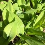 Convallaria majalis leaf picture by Svetlana (cc-by-sa)