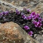 Saxifraga oppositifolia flower picture by LR Saray (cc-by-sa)