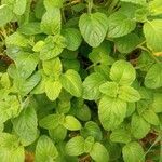 Mentha arvensis leaf picture by Lopez Francisco (cc-by-sa)