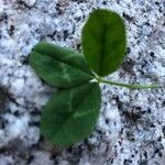 Trifolium pallescens leaf picture by Jérôme Careglio (cc-by-sa)