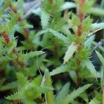 Saxifraga aspera habit picture by Yoan MARTIN (cc-by-sa)