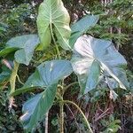 Montrichardia arborescens leaf picture by Rémy Ruiz (cc-by-sa)