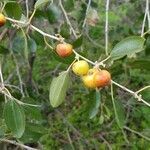 Ziziphus spina-christi fruit picture by Emmanuel Kremer (cc-by-sa)