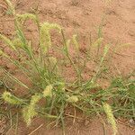 Cenchrus biflorus habit picture by Maarten Vanhove (cc-by-sa)