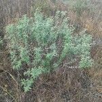 Anagyris foetida habit picture by bustillo (cc-by-sa)