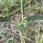 Aeschynomene rudis leaf picture by Nelson Zamora Villalobos (cc-by-nc)