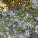 Symphyotrichum oblongifolium flower picture by Rudd (cc-by-sa)