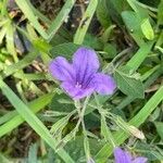 Ruellia nudiflora flower picture by alison marks (cc-by-sa)