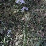 Allium canadense habit picture by Eli Small (cc-by-sa)