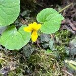 Viola biflora flower picture by Simon Kiener (cc-by-sa)