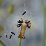 Pilosella piloselloides fruit picture by Yoan MARTIN (cc-by-sa)