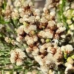 Baccharis articulata fruit picture by Trap Hers (cc-by-sa)