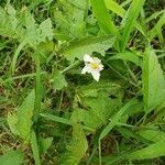 Solanum carolinense flower picture by Rebecca Prevette (cc-by-sa)