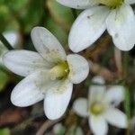 Saxifraga taygetea flower picture by bas yves (cc-by-sa)