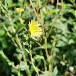 Lactuca virosa flower picture by Bob West (cc-by-sa)