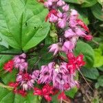 Clerodendrum thomsoniae flower picture by manika n (cc-by-sa)