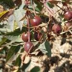 Rosa glauca fruit picture by Bérold Costa (cc-by-sa)