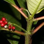 Notopleura uliginosa fruit picture by Nelson Zamora Villalobos (cc-by-nc)