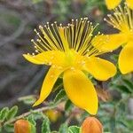 Hypericum balearicum flower picture by miguel angel del viejo (cc-by-sa)