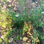 Tripleurospermum inodorum habit picture by Max Las (cc-by-sa)