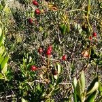 Rosa canina fruit picture by nobre jose (cc-by-sa)