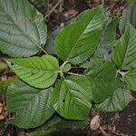 Urera caracasana leaf picture by Nelson Zamora Villalobos (cc-by-nc)