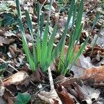 Narcissus papyraceus leaf picture by Emma Hoog (cc-by-sa)