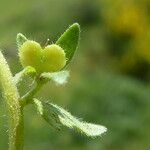 Veronica arvensis fruit picture by Llandrich anna (cc-by-sa)