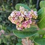 Rhus ovata flower picture by Monika Kopp (cc-by-sa)