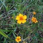 Tagetes lunulata flower picture by N Cybele (cc-by-sa)