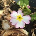 Primula vulgaris flower picture by natan roegiers (cc-by-sa)