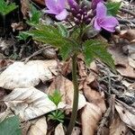 Cardamine pentaphyllos habit picture by Virginia (cc-by-sa)