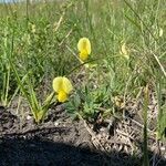 Lotus maritimus flower picture by werner rom (cc-by-sa)