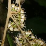 Piptocarpha poeppigiana fruit picture by Nelson Zamora Villalobos (cc-by-nc)