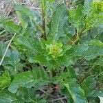 Barbarea vulgaris fruit picture by Gregorio (cc-by-sa)