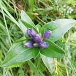 Gentiana cruciata flower picture by Elena Tripiana (cc-by-sa)