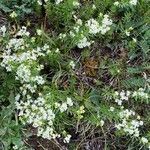 Galium anisophyllon habit picture by Jacques Zuber (cc-by-sa)