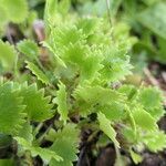 Saxifraga mertensiana leaf picture by Maarten Vanhove (cc-by-sa)