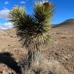 Yucca brevifolia leaf picture by Robert Lewis (cc-by-sa)