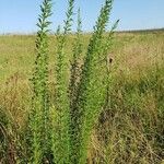 Lespedeza capitata habit picture by Brad Kelley (cc-by-sa)