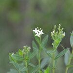 Declieuxia fruticosa flower picture by Nelson Zamora Villalobos (cc-by-nc)