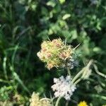 Daucus carota fruit picture by nanne (cc-by-sa)