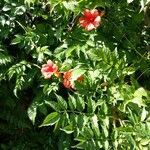 Campsis radicans habit picture by Cyril Coquet (cc-by-sa)